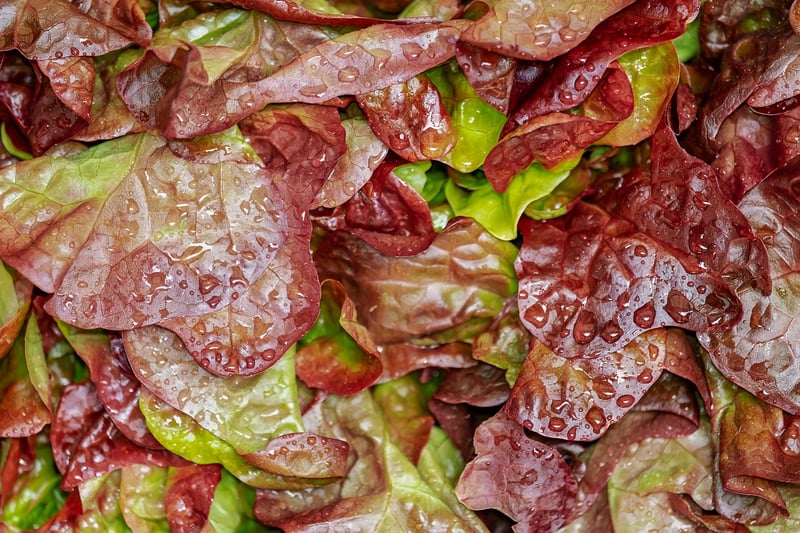 Artisanal Salad